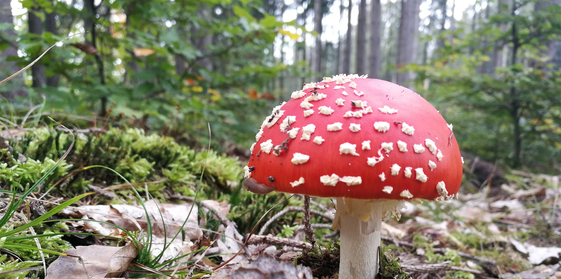 Bannerbild