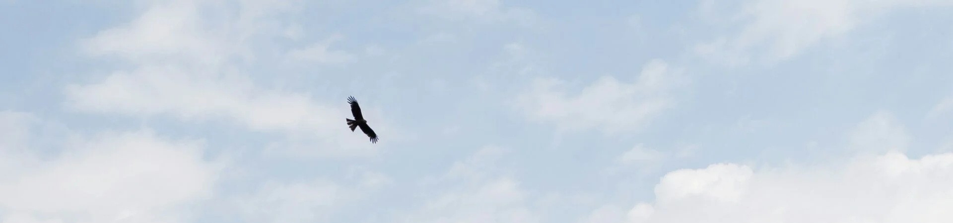 Bannerbild