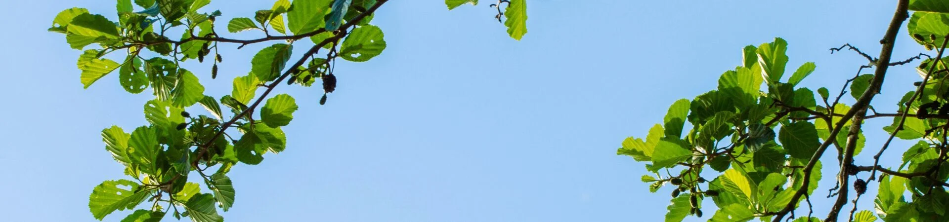 Bannerbild