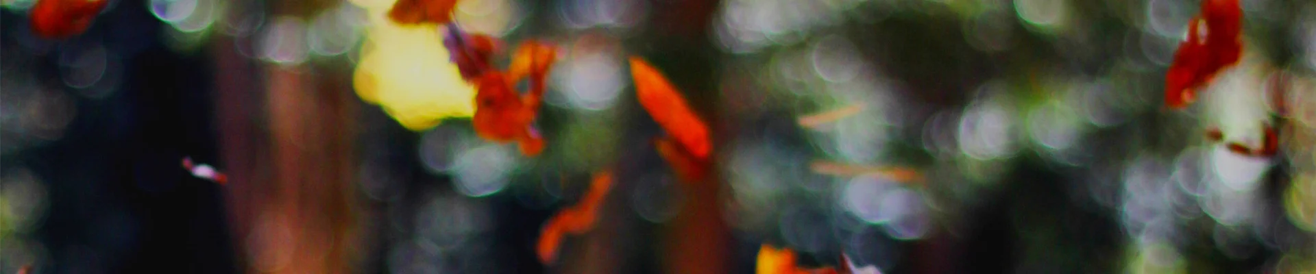 Bannerbild
