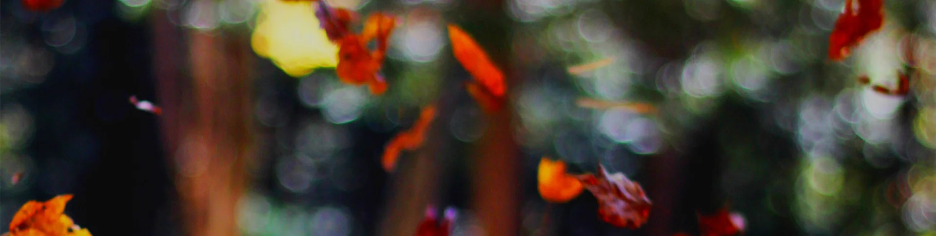 Bannerbild