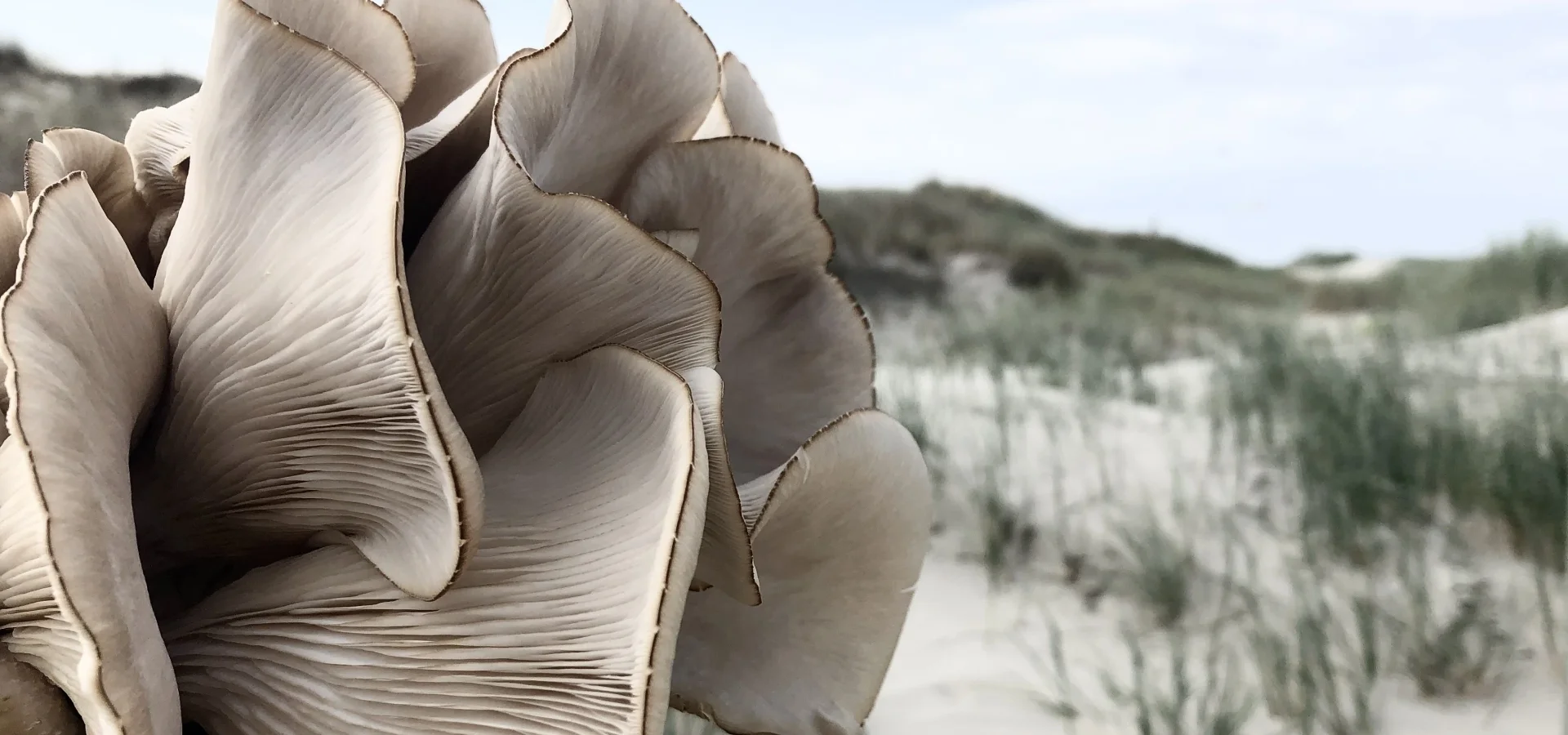 Pilze vor Sanddüne