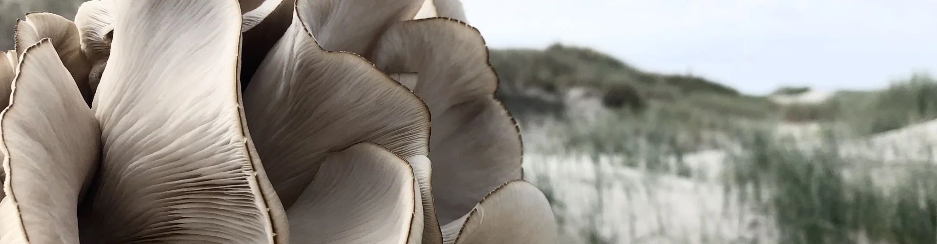 Pilze vor Sanddüne