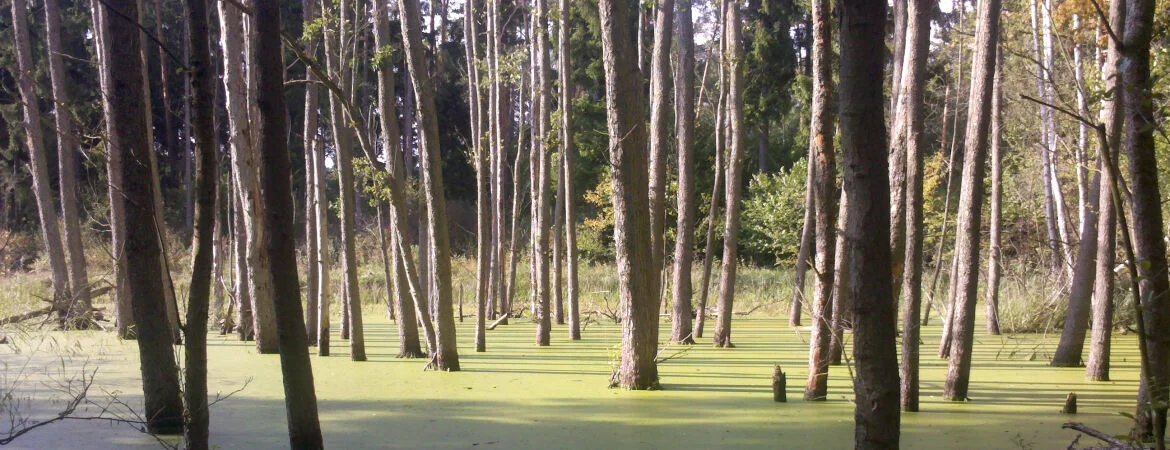 Wald