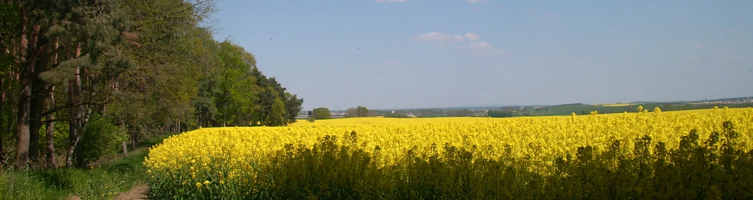 Bannerbild