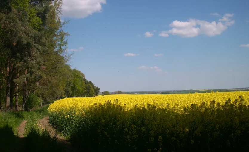 Bannerbild