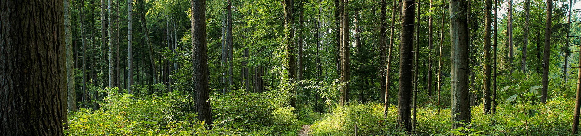 Bannerbild