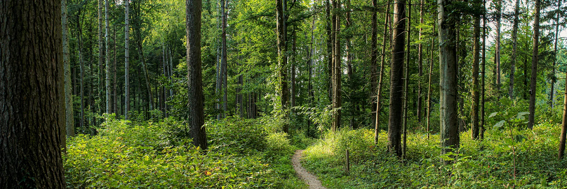 Bannerbild