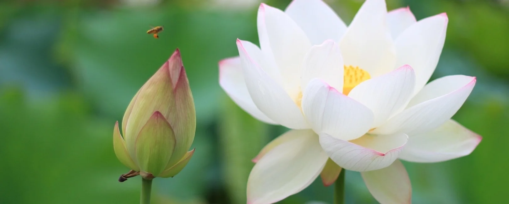 Bannerbild