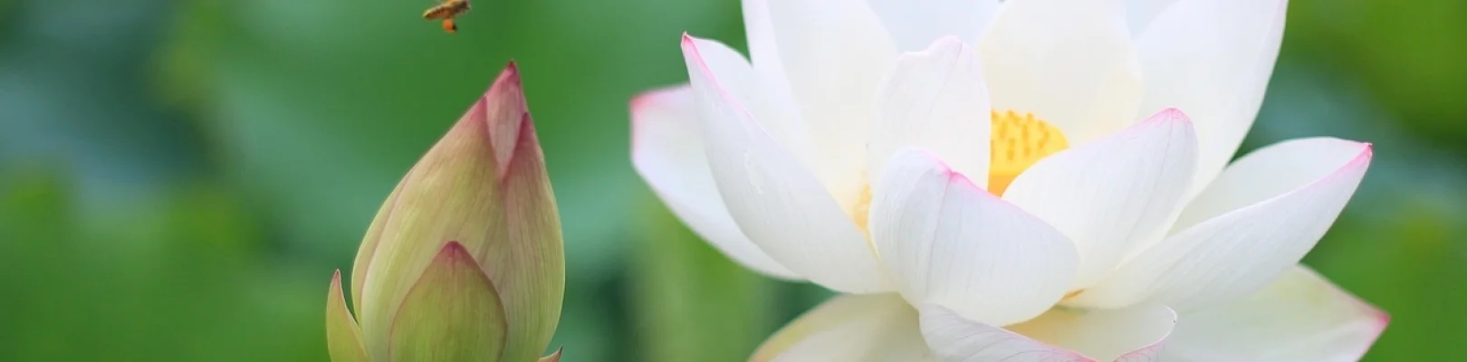Bannerbild