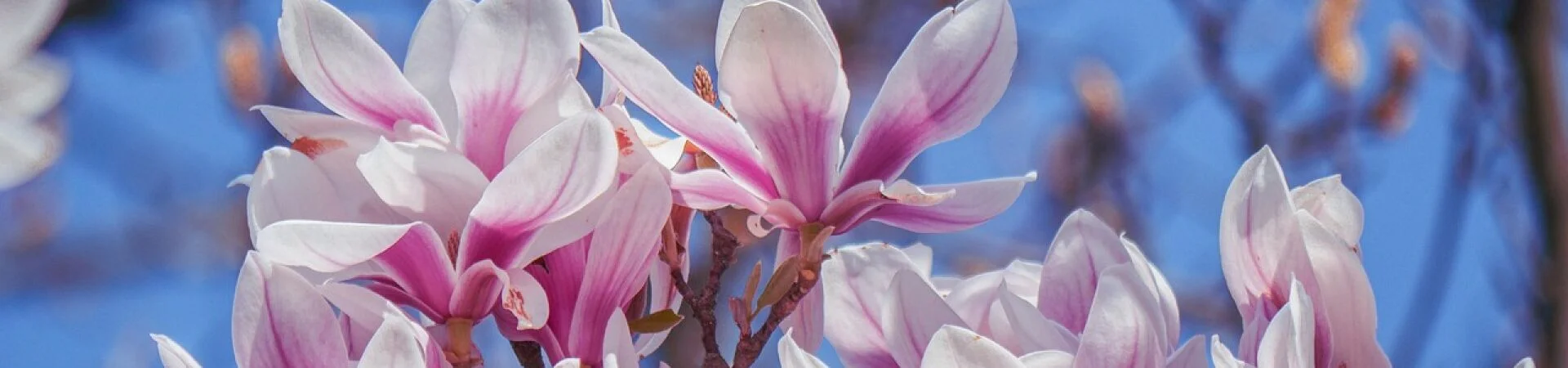 Bannerbild