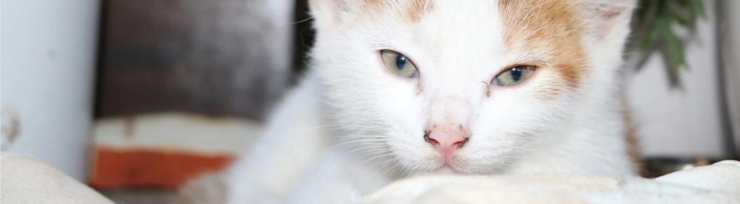 Bannerbild