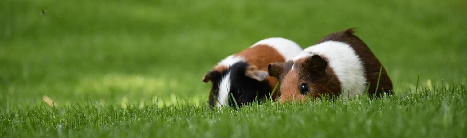 Bannerbild