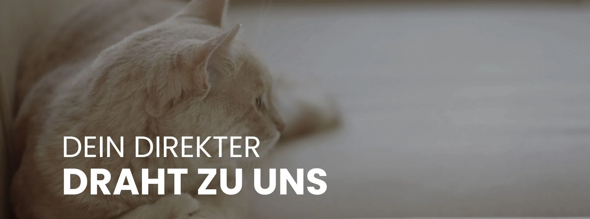 Bannerbild