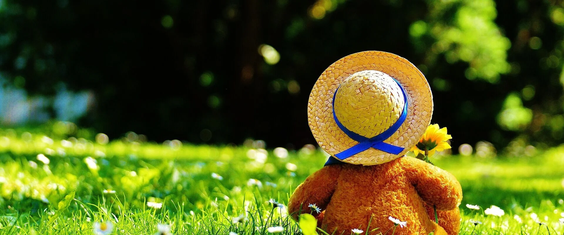 Foto: Ein Teddybär sitzt auf einer Wiese. Er trägt einen Hut und hat eine gelbe Blume in der Hand.