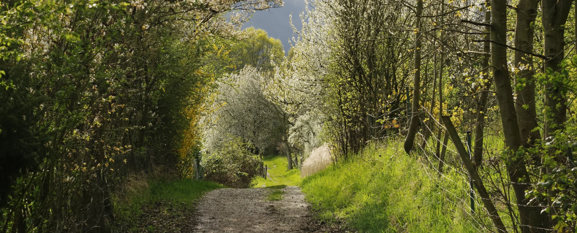 Aufnahme vom Berger Hang in Bischofsheim im Frühling. Fotograf: Herbert Oberheim | zur Startseite