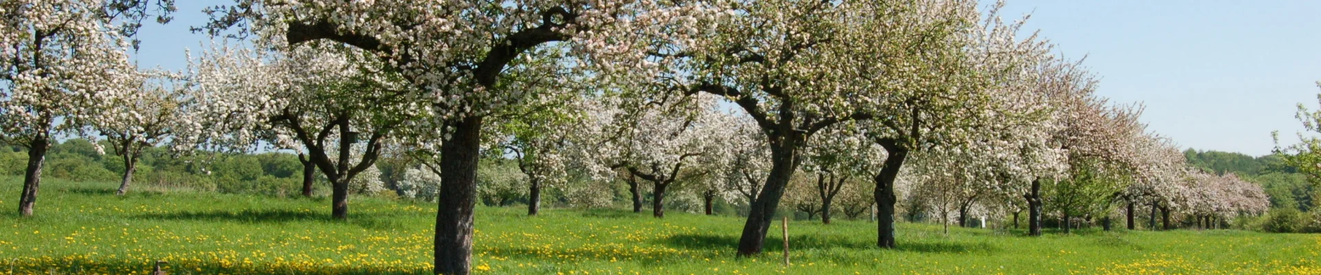 Bannerbild