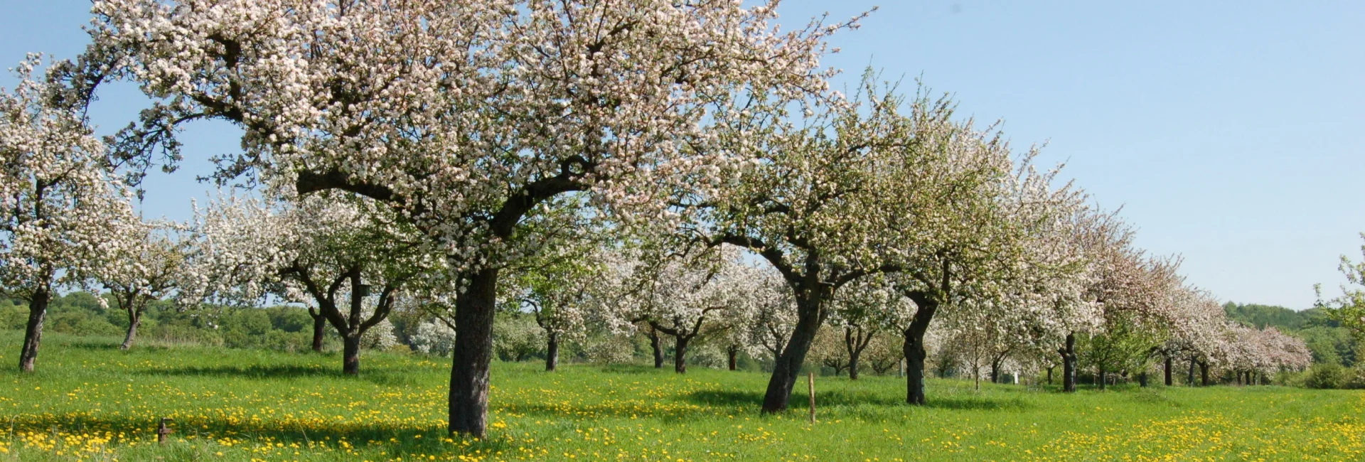 Bannerbild