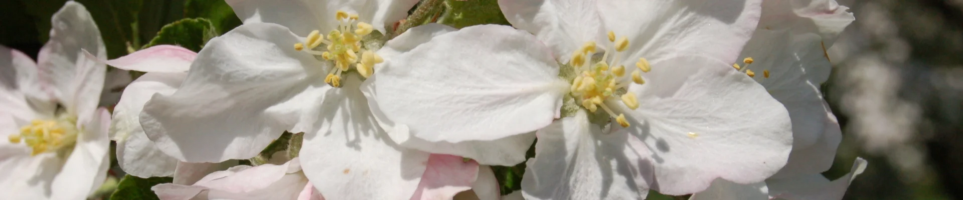 Bannerbild