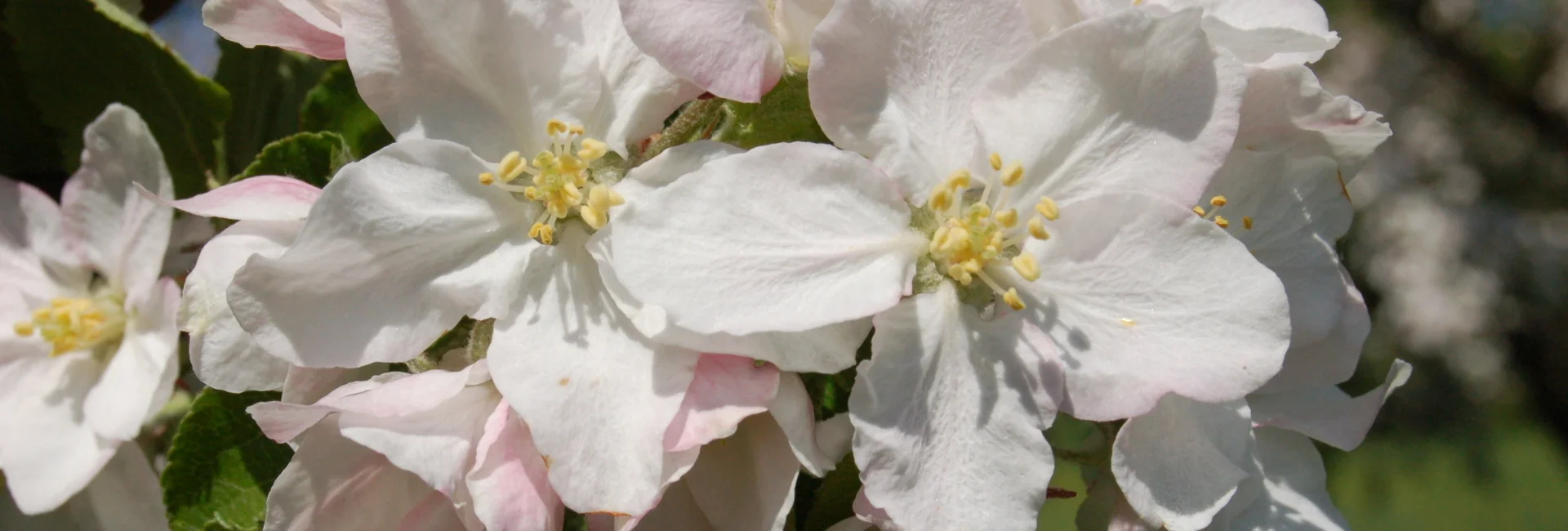 Bannerbild