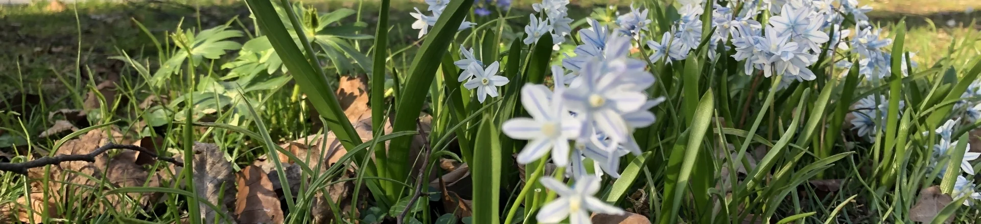 Bannerbild
