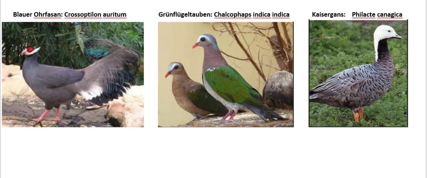 Ziergeflügel  -- Fasan- Taube- Gans