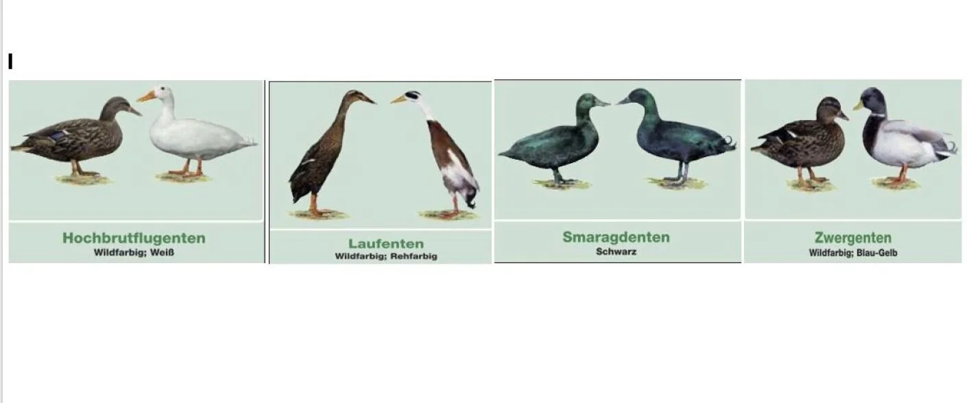 verschiedene Entenrassen