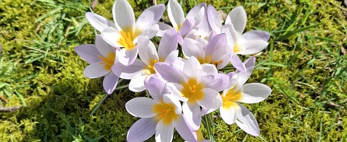 Frühlingsgrüße | zur Startseite