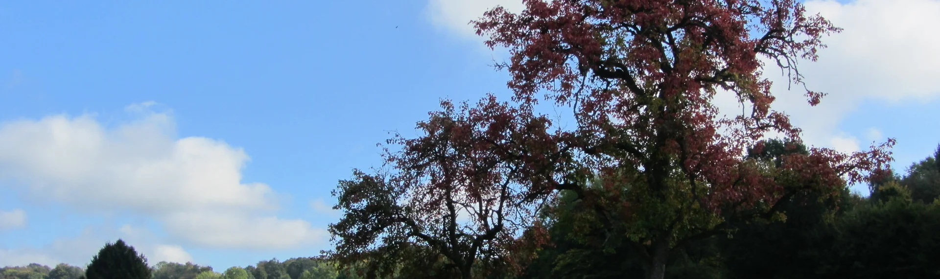 Bannerbild