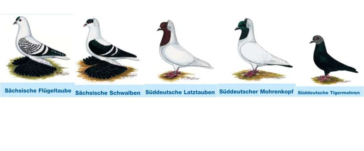 Rassetauben
