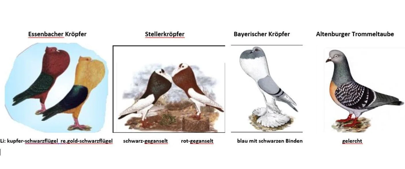 Bannerbild