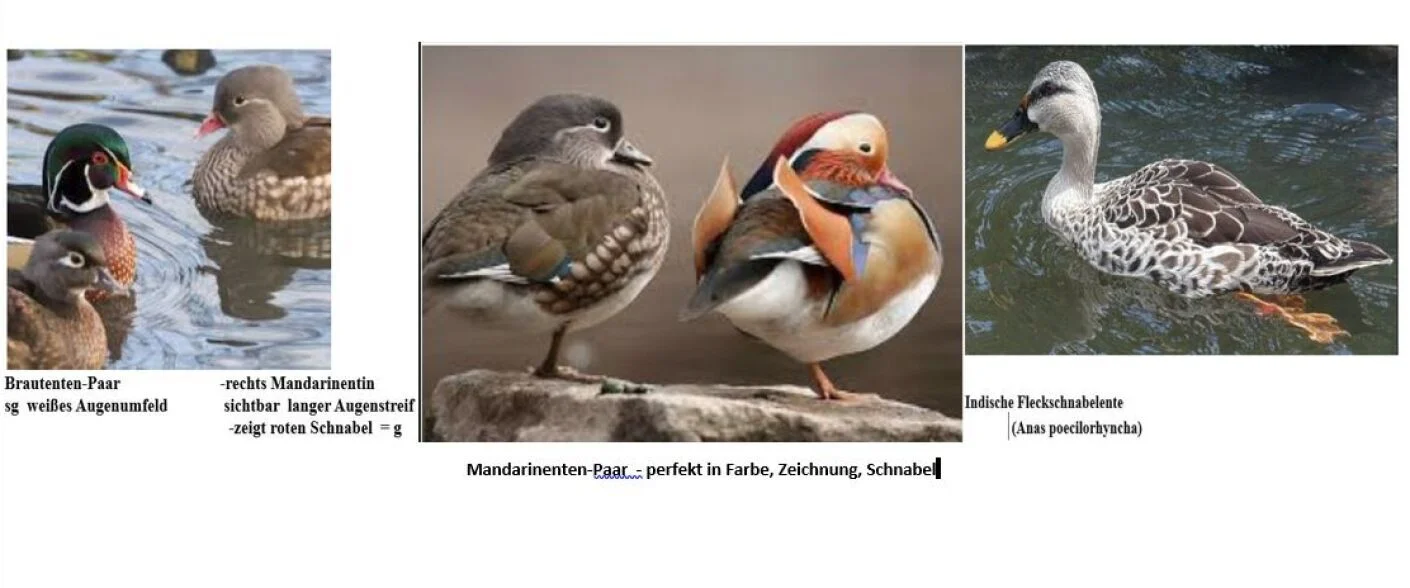 Brautenten-Paar; 0,1 Mandarin-roter Schnabel, 1,1 Mandarinenten; Ind. Fleckschnabelentin