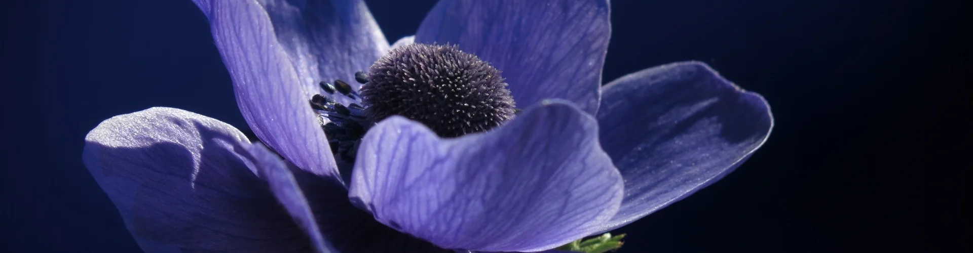 Bannerbild