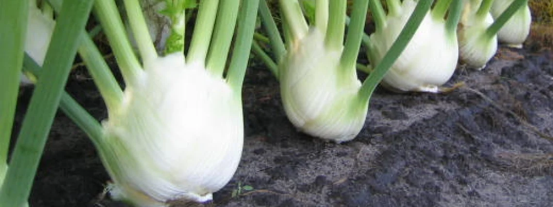 Bannerbild | zur Startseite