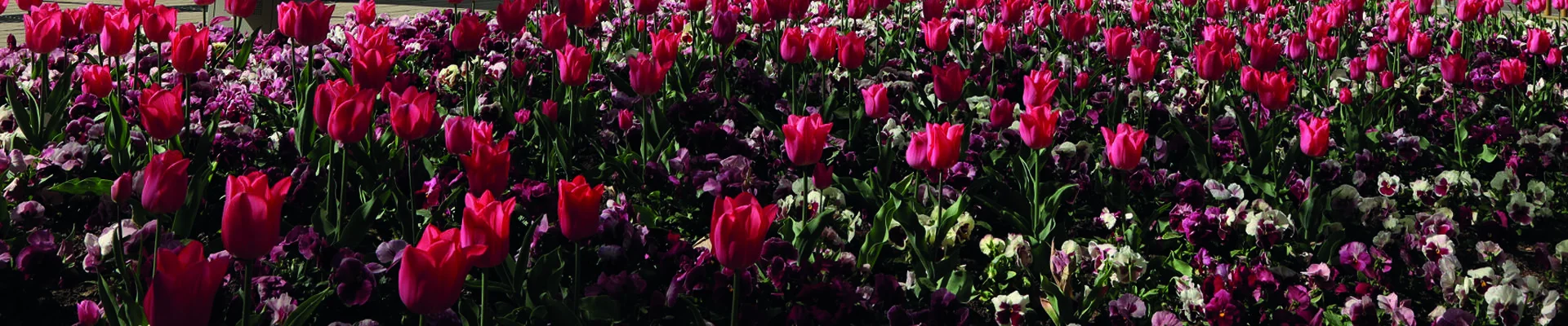 Tulpen