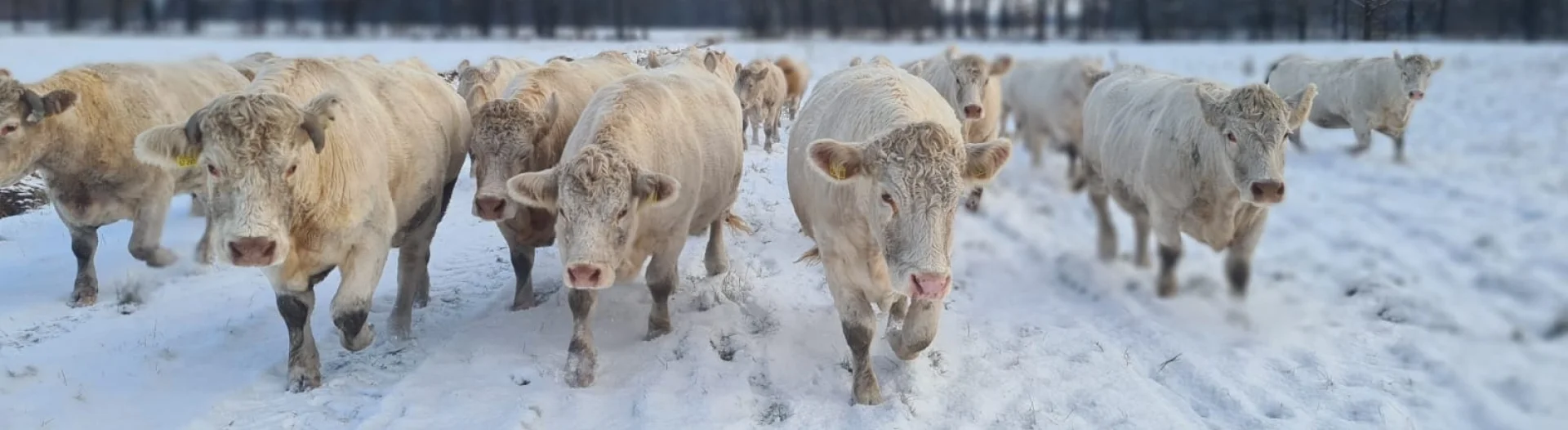 Mutterkühe im Winter beim Einstallen