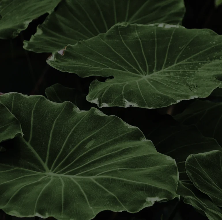 Bannerbild