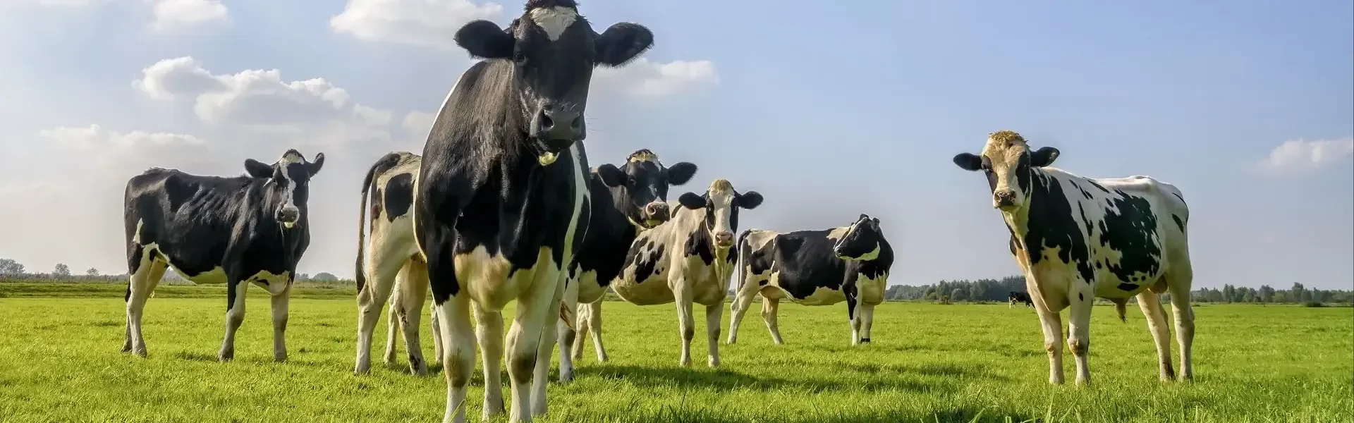 Kühe auf der Weide