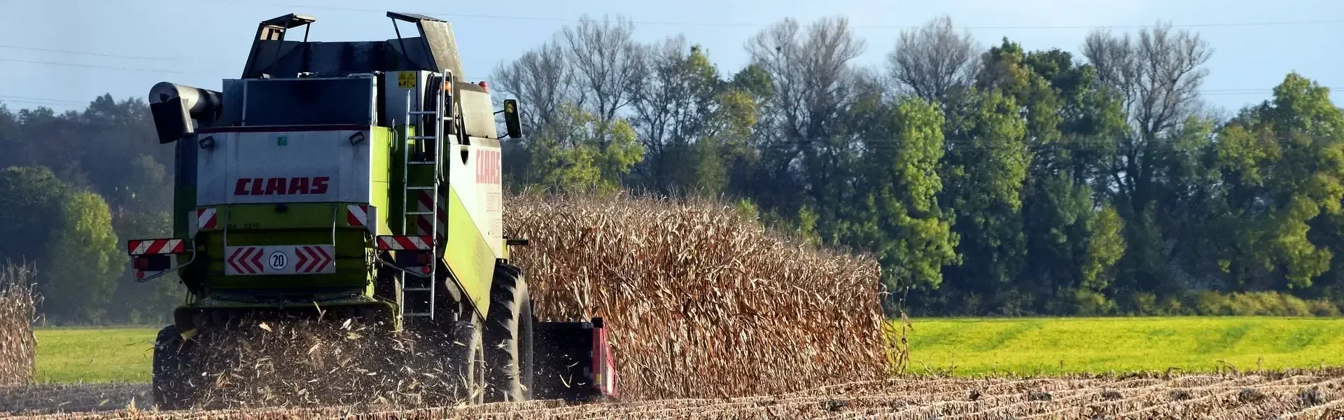 Ein grüner Mähdrescher erntet Mais auf einem Feld.