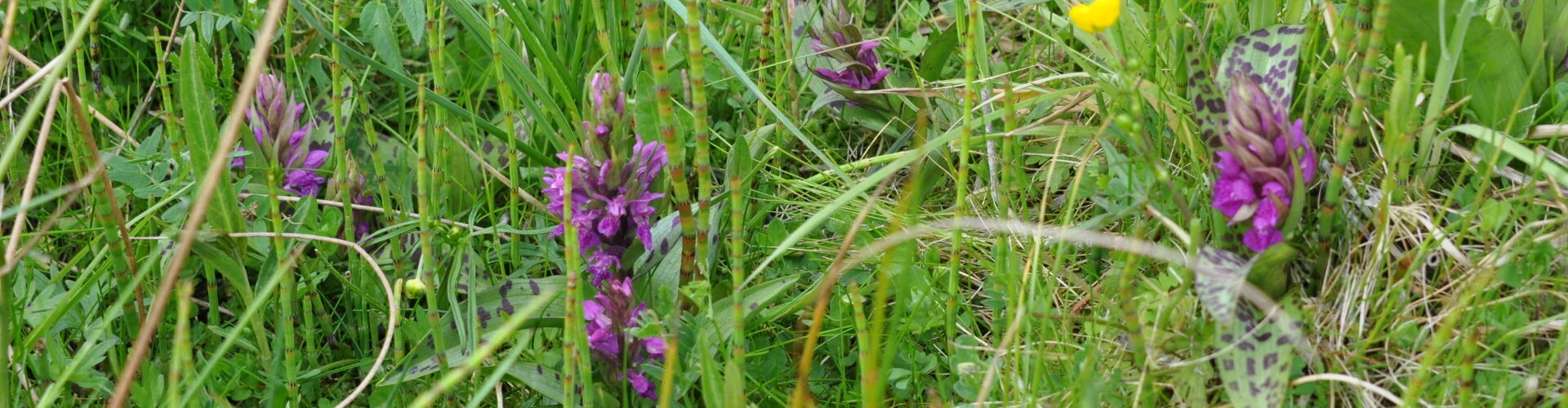 Bannerbild
