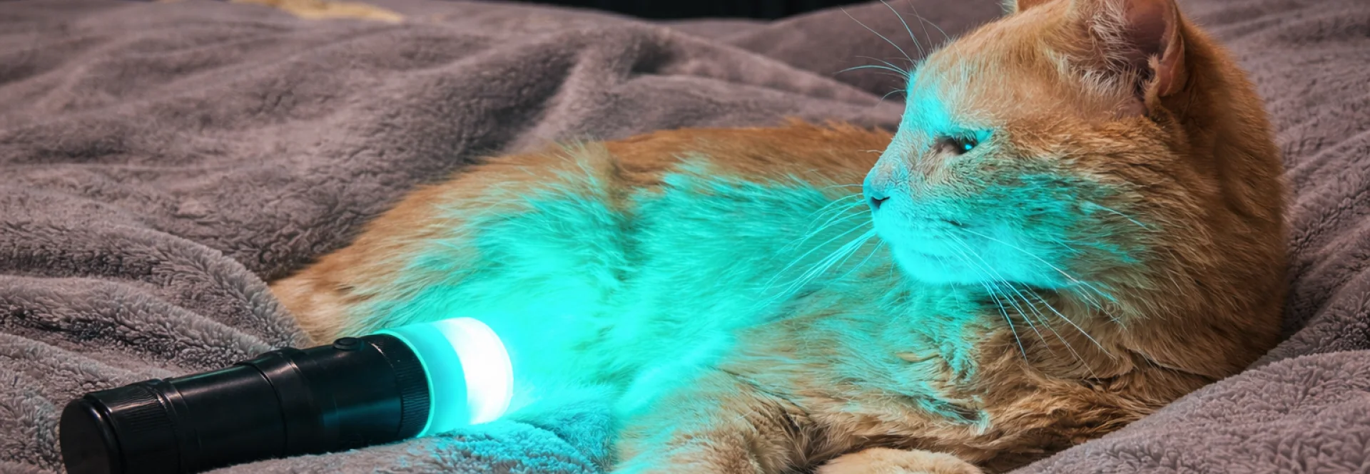 Farblichtanwendung am Bauch einer Katze