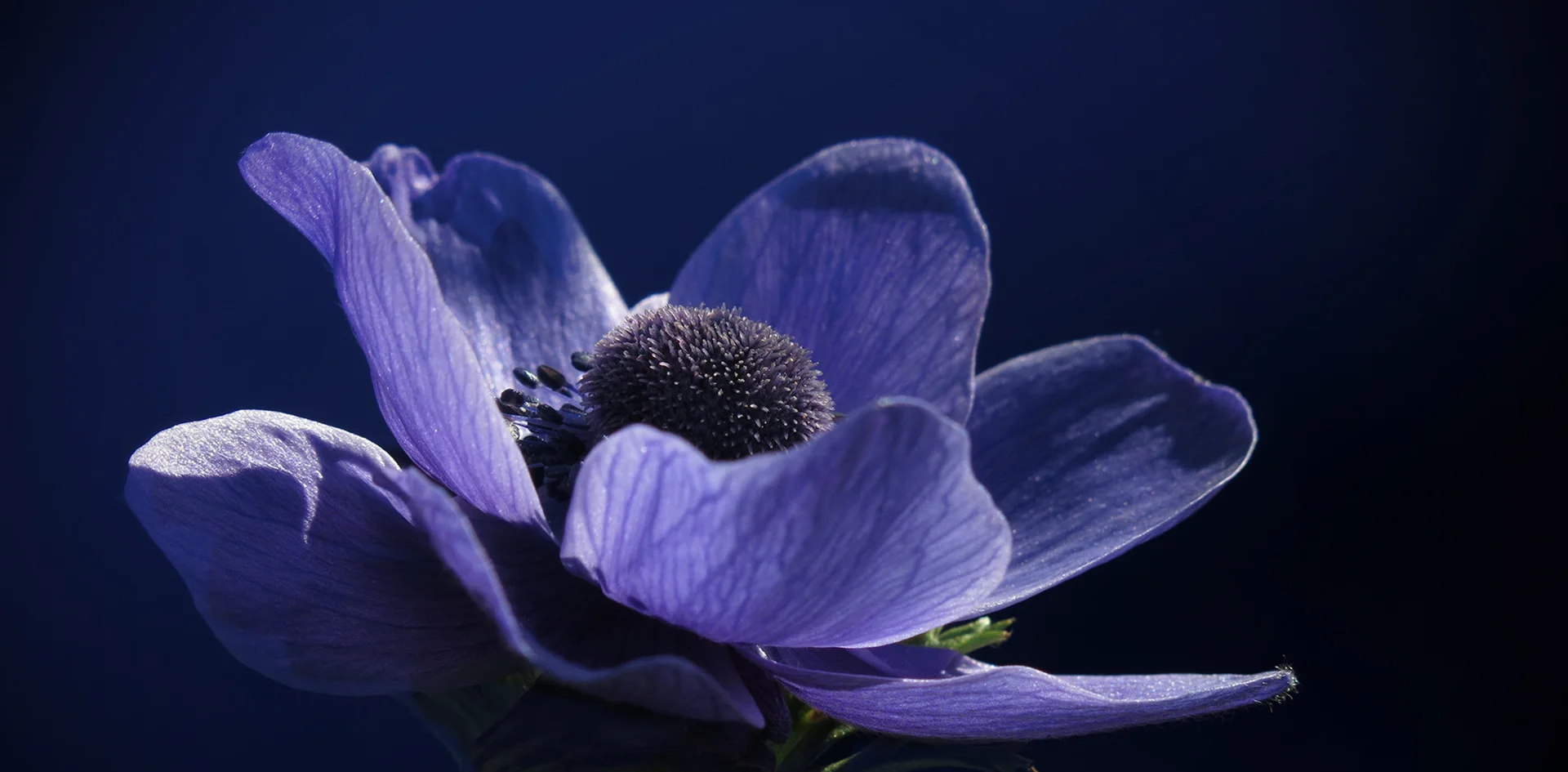 Bannerbild