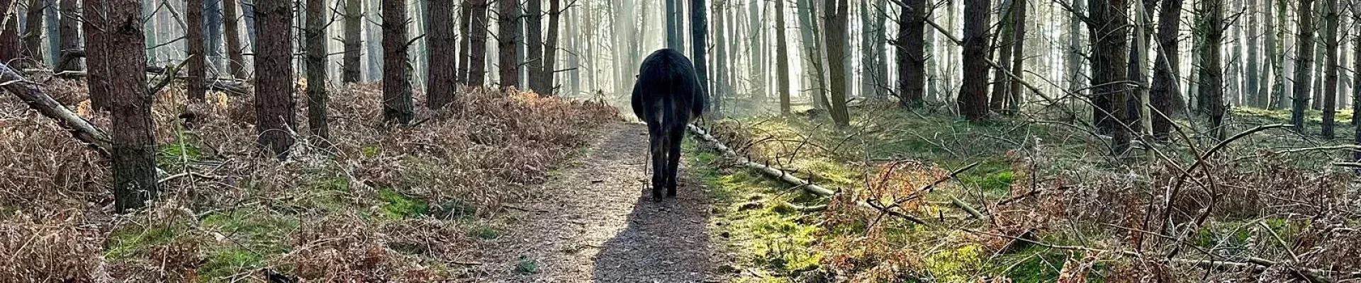 Bannerbild | zur Startseite