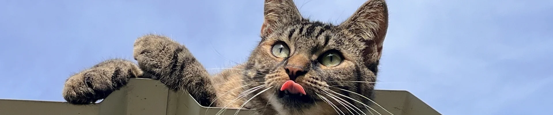 Katze Freiheit