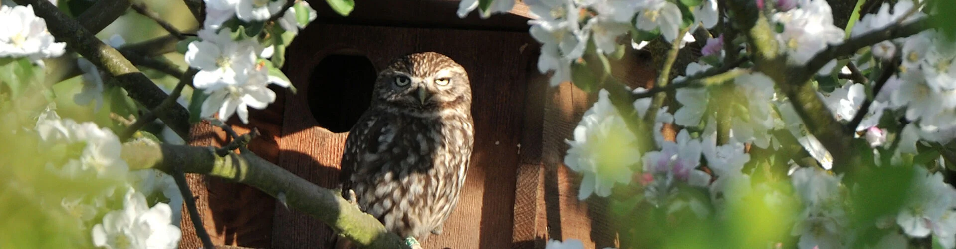 Bannerbild