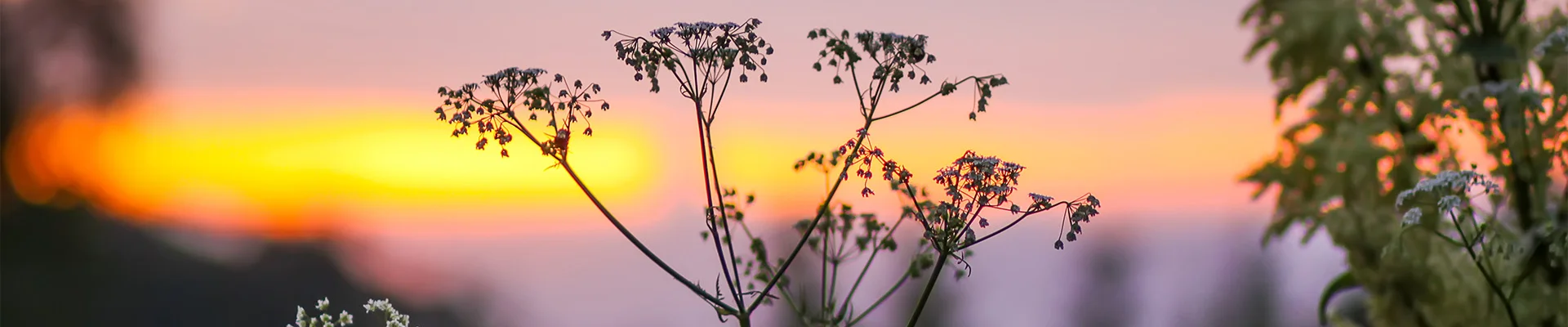 Bannerbild