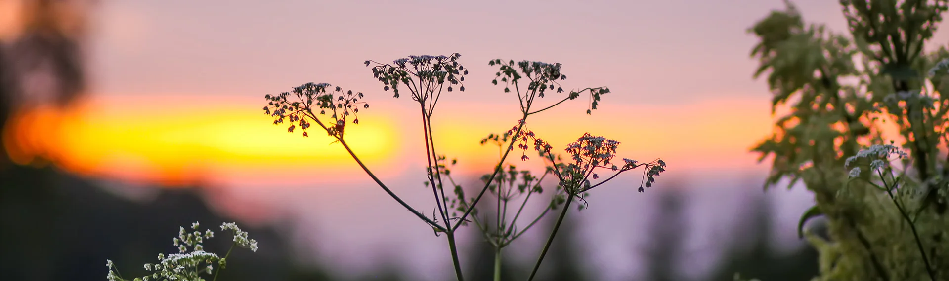Bannerbild