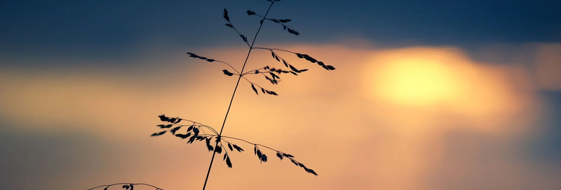 Bannerbild