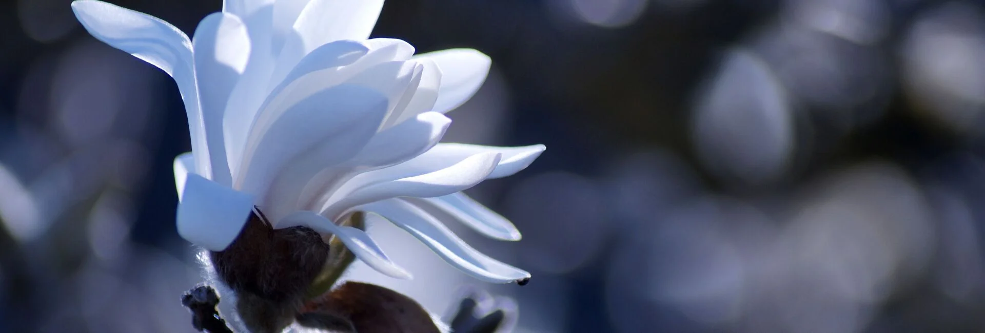 Bannerbild