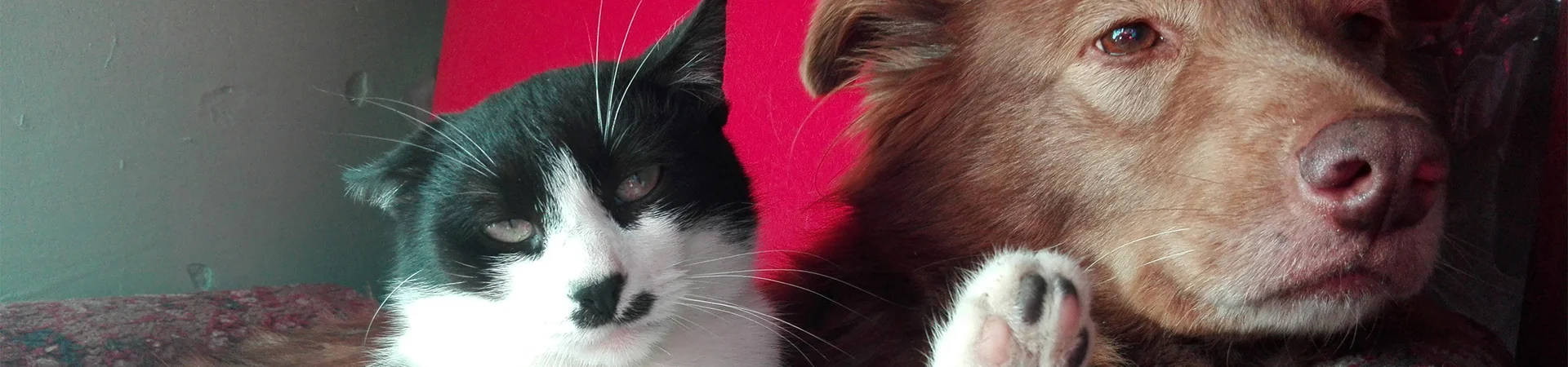 Bannerbild